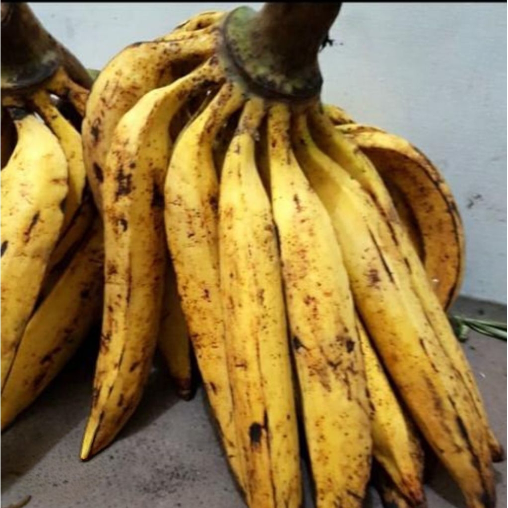 pisang tanduk sukabumi