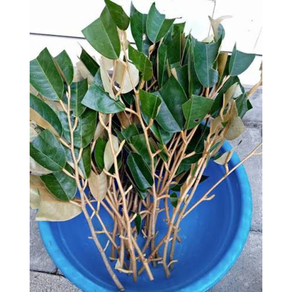 stek entres durian bawor 10 batang