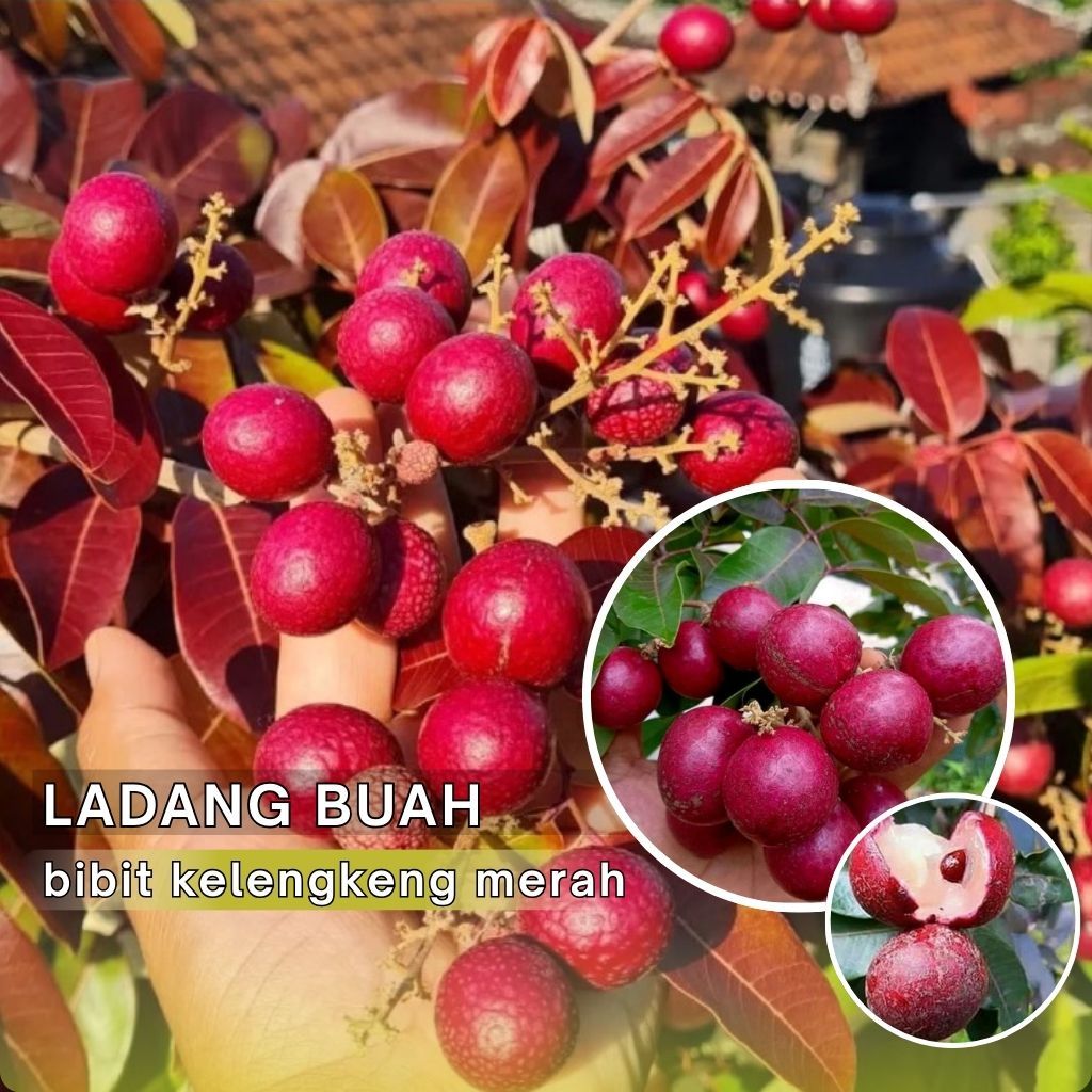 Bibit Kelengkeng Merah Manis Siap Berbuah