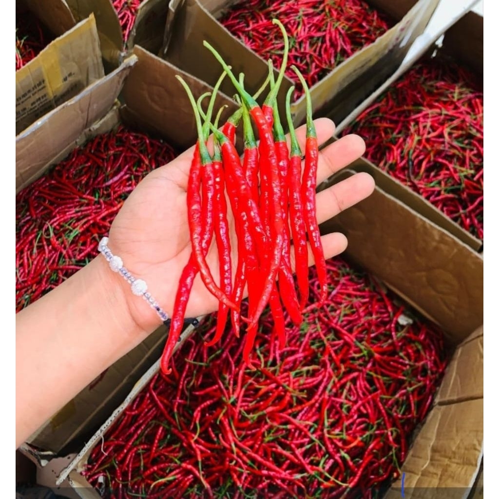 Cabe merah keriting 1 kilo