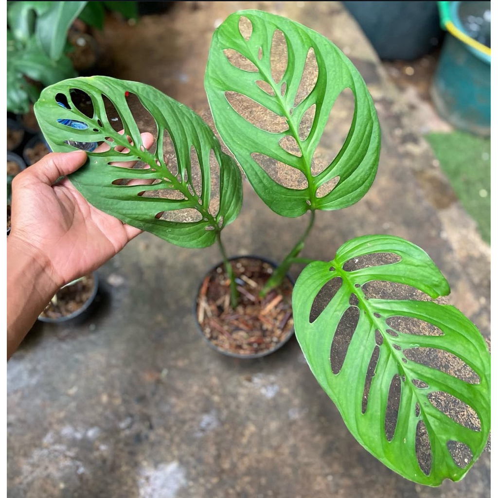 Monstera esqueleto
