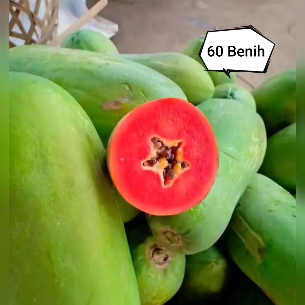 Bibit Benih Pepaya California Madu (60 benih)