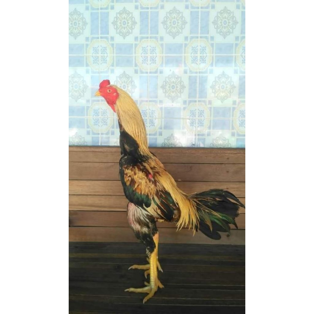 telur tetas ayam pakhoy