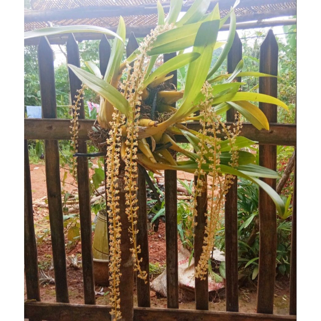 anggrek bawang dewasa 1 rumpun