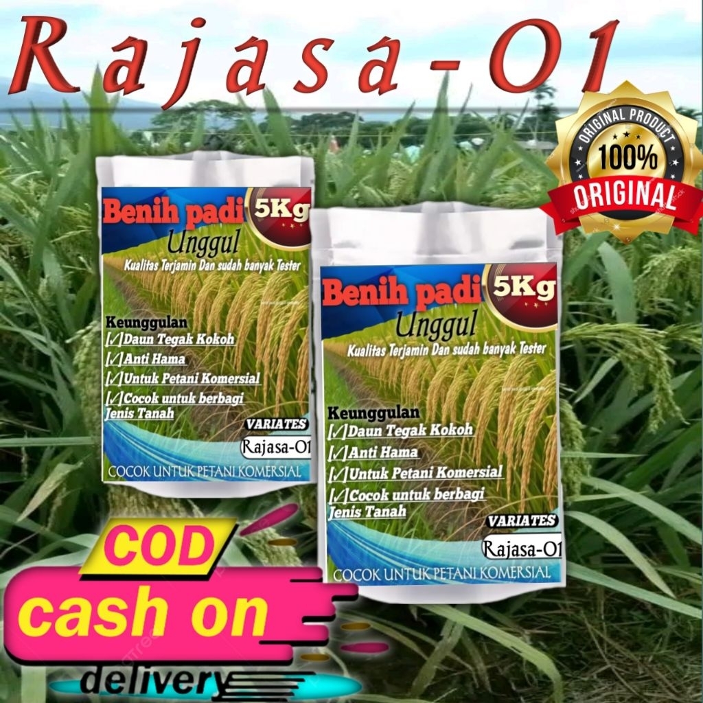 Benih Padi unggul RAJASA 01 kemasan 5 kg Padi Unggul Berkulitas
