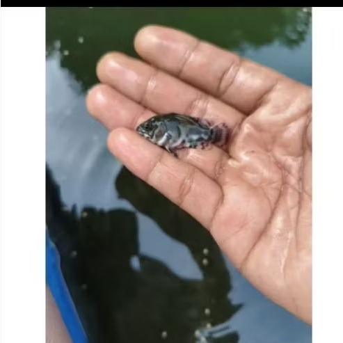 OSCAR TIGER HITAM UKURAN 3-5 CM