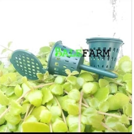 keranjang pot pupuk anggrek dekastar