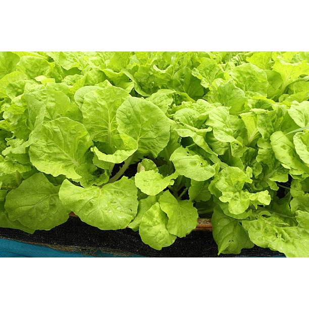 BIBIT SAWI SAMHONG TERBAIK