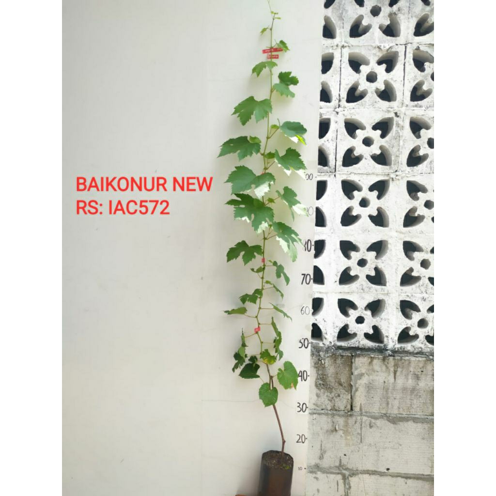 3 bibit anggur import