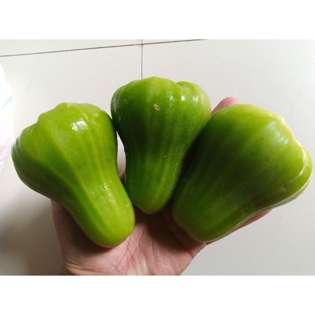 Bibit cangkok jambu air Green Giant / Buto Ijo