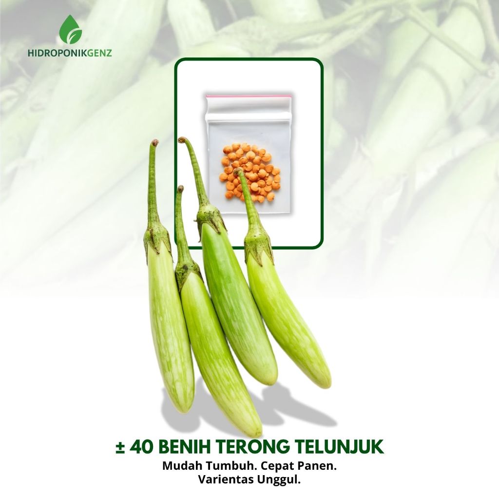 40 Benih Sayuran Terong Telunjuk Lurik Unggul