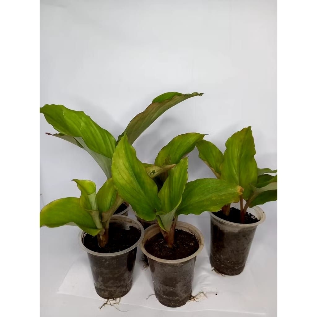 bibit kunyit hitam asli / 1 tunas