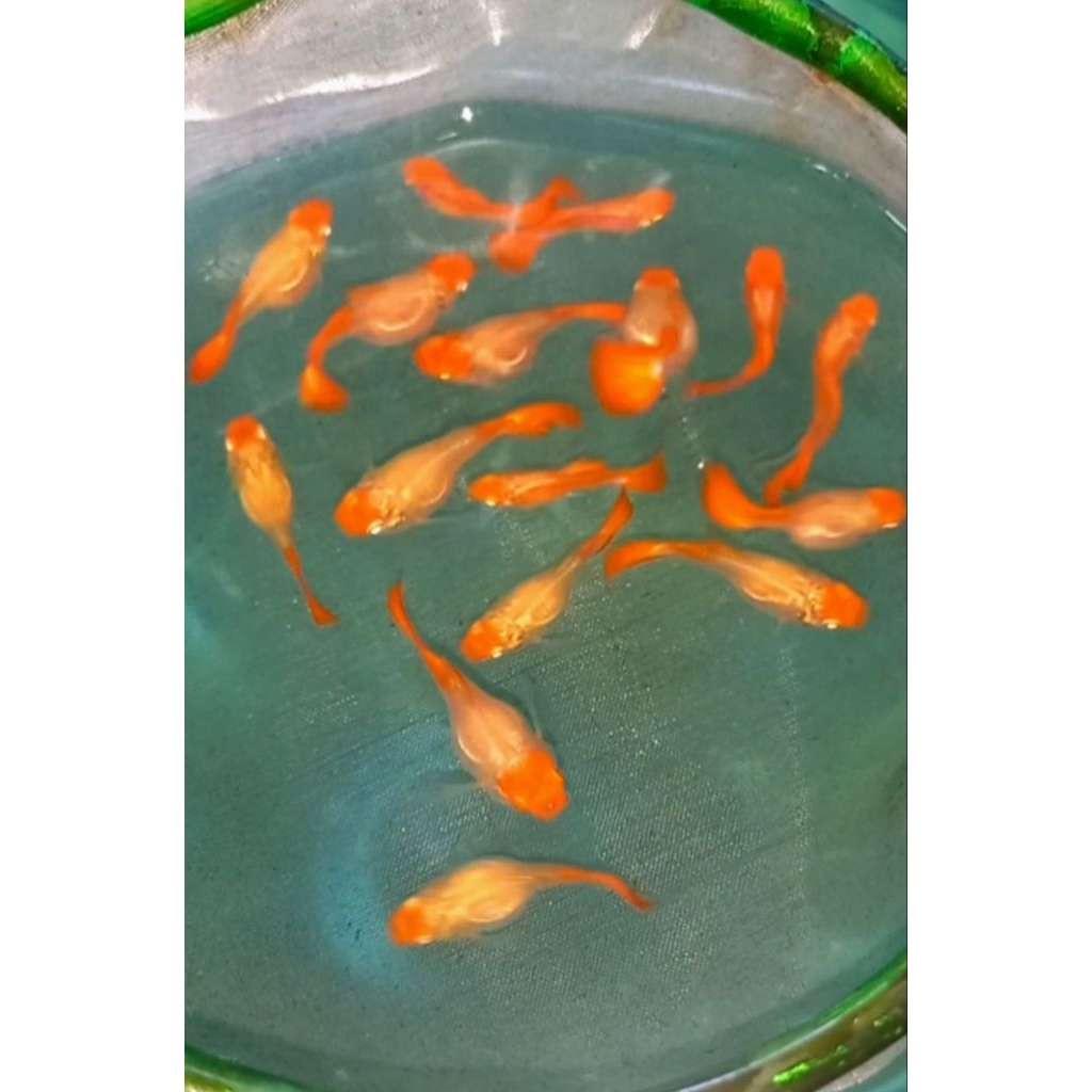 Perlengkapan Guppy Albino Koi Short Body