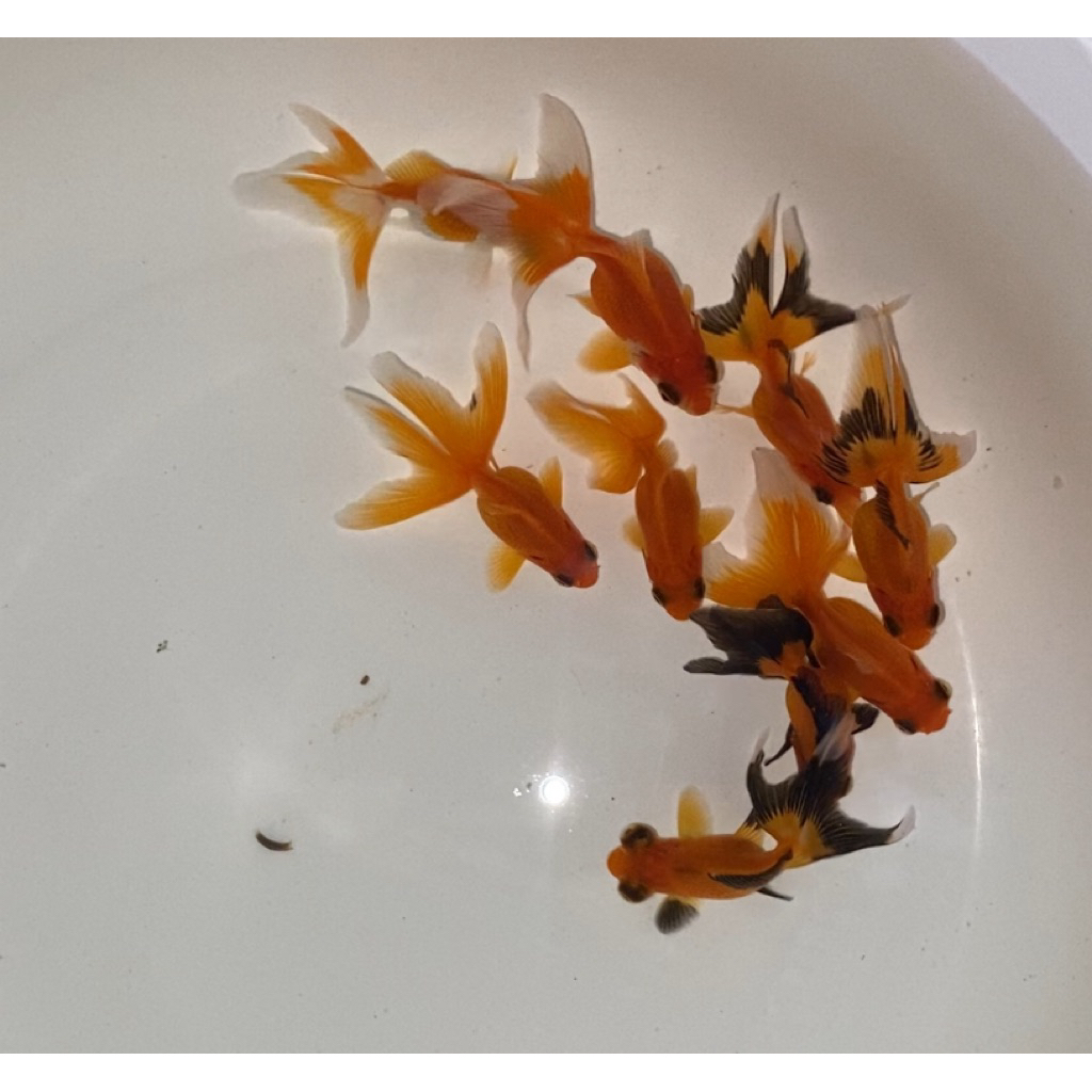 koki bali hiasan dan isian kolam