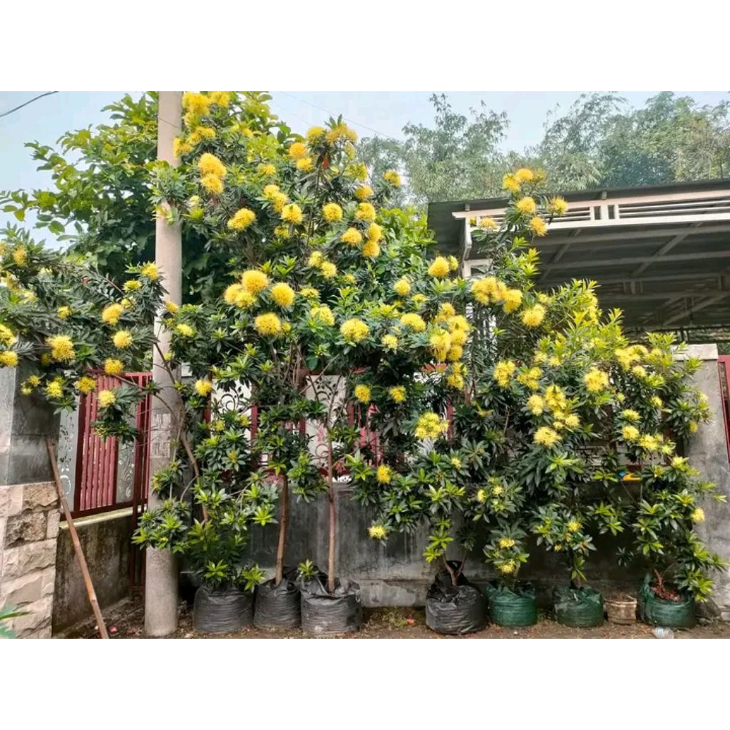 -+200 biji bunga santos lemon biji tanaman hias