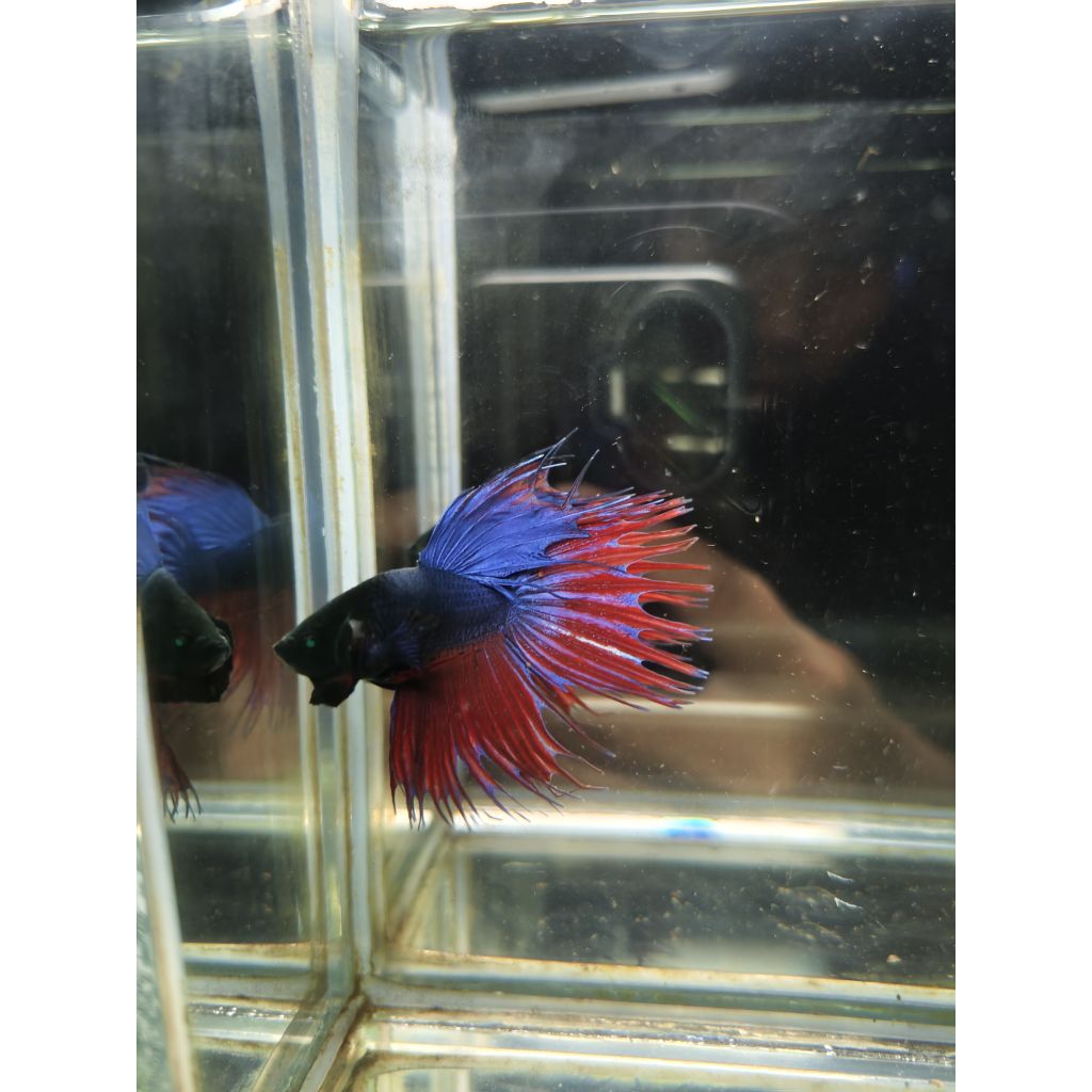 cupang Halfmoon crowntail hulk / veltail CT hulk