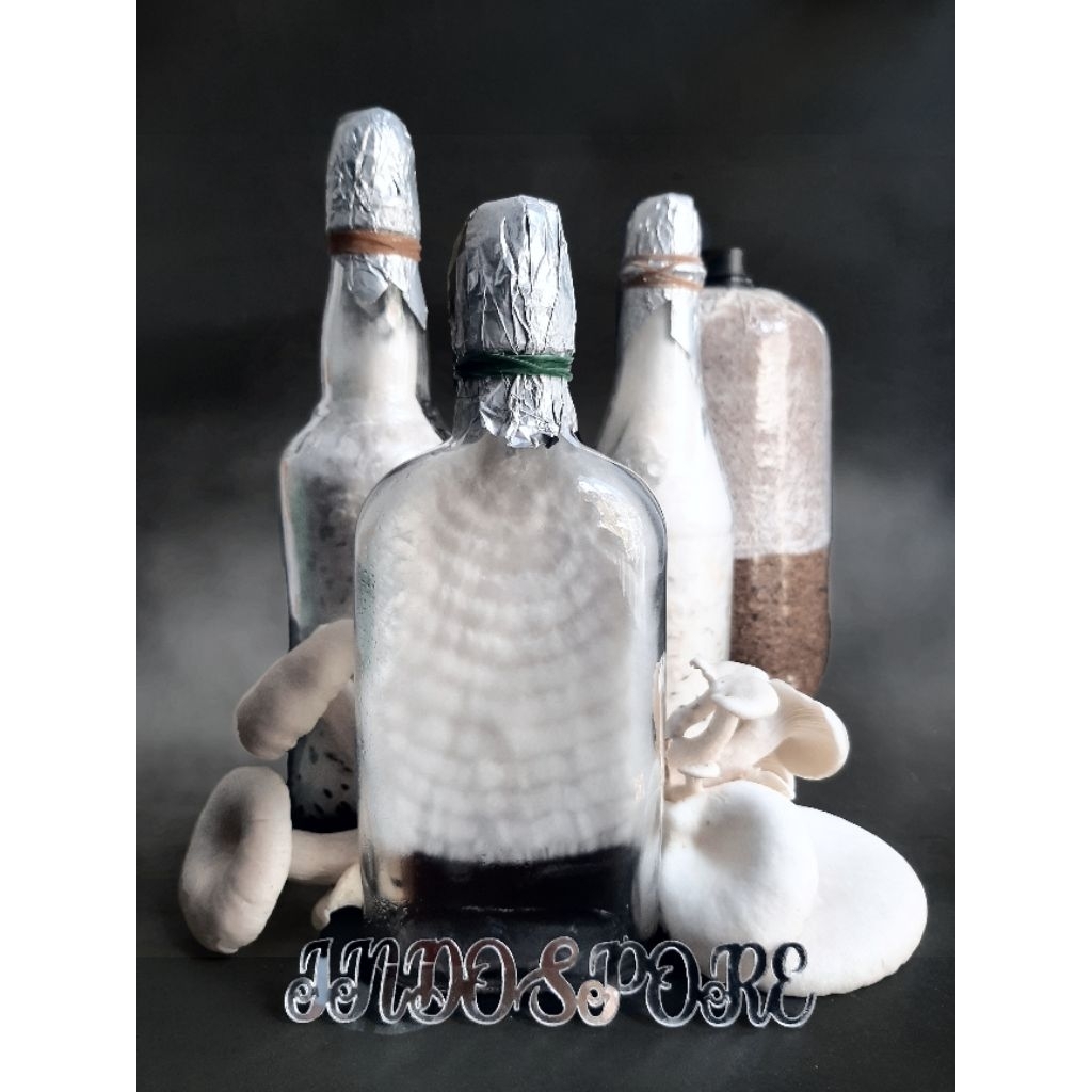 Miselium Barbar - Bibit F0 Jamur Tiram