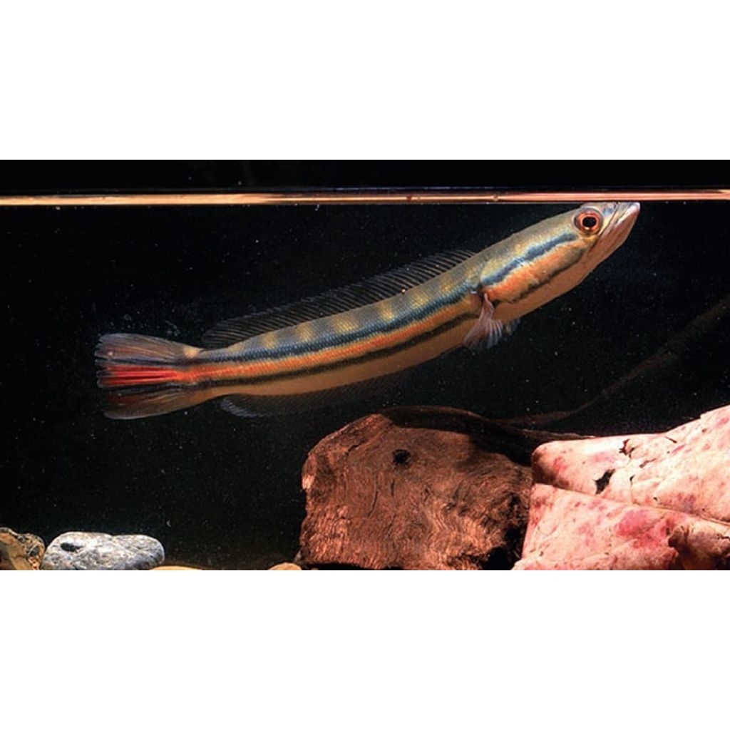 Baby Toman Goblin 13-15cm