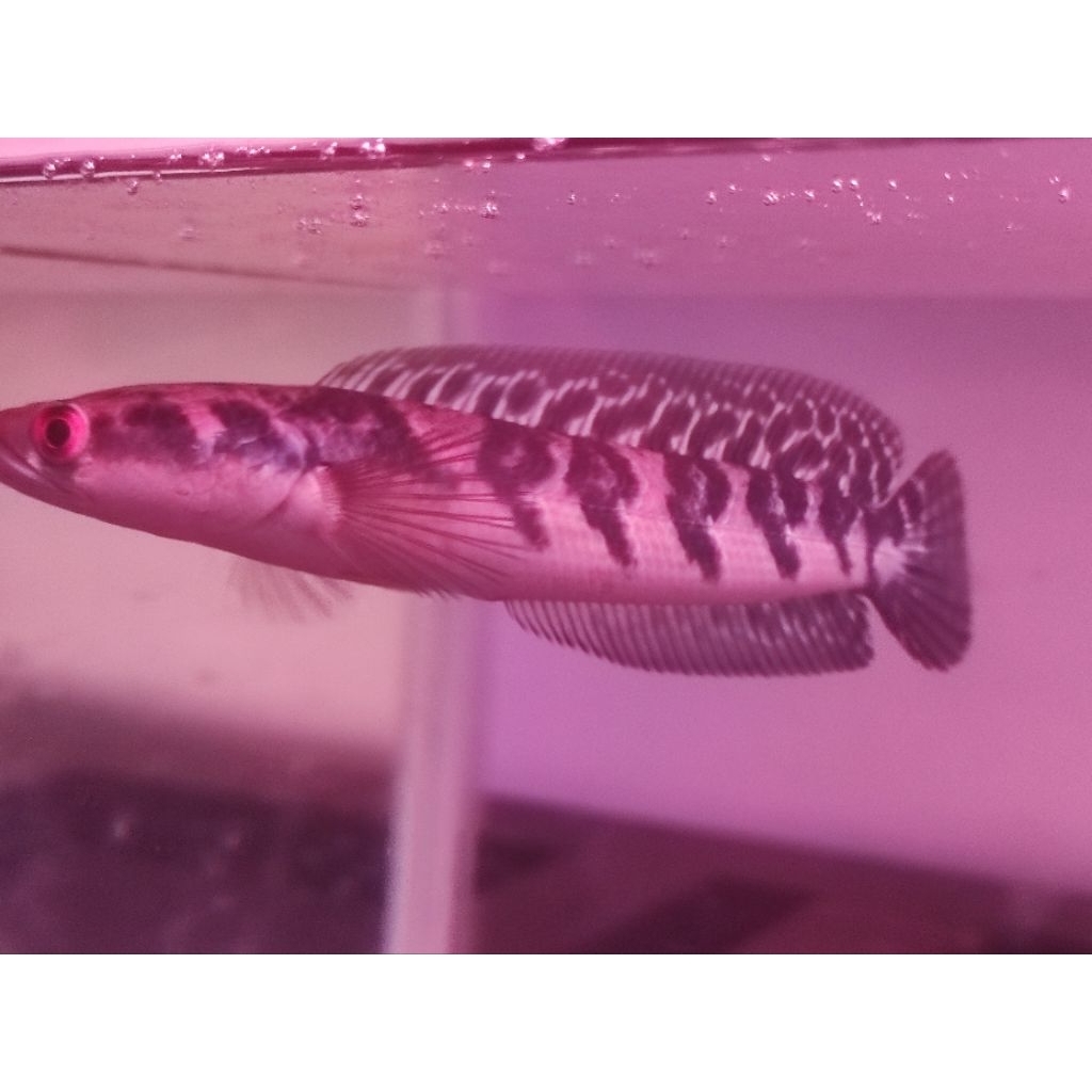 Maru YS Simet, Batik, fullcabung 15-17cm