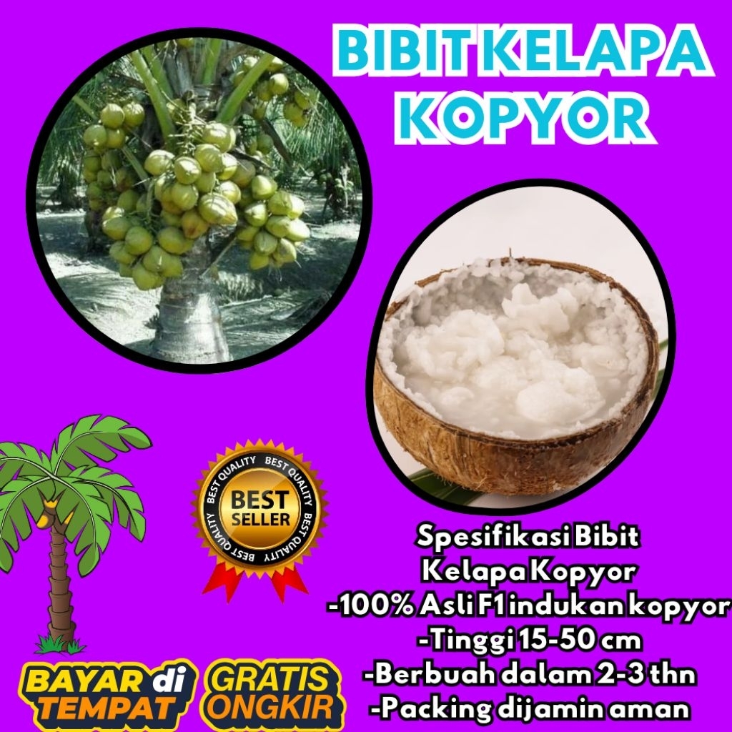 100 % ASLI  Pohon Kelapa Kopyor, Pohon Kelapa Kopyor Asli, Pohon Kelapa Kopyor Bersertifikat