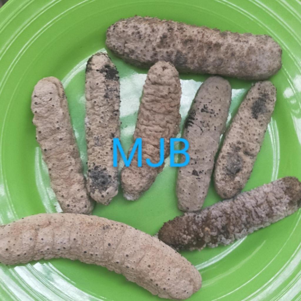 teripang gamat duri super/haisom/haishen/cishen/ 100gram