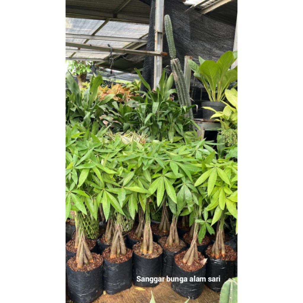 TANAMAN HIAS PACHIRA / POHON UANG / POHON KEBERUNTUNGAN