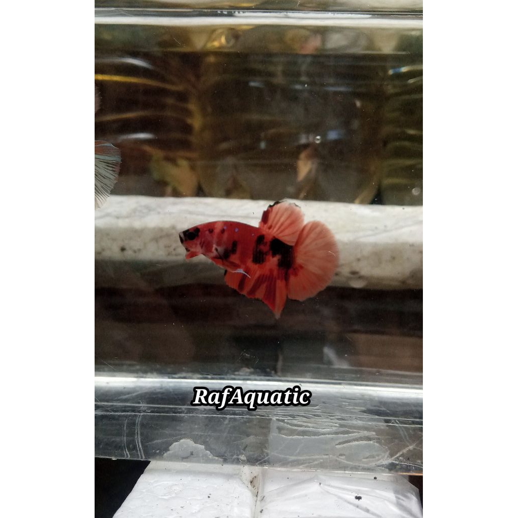 Cupang Nemo