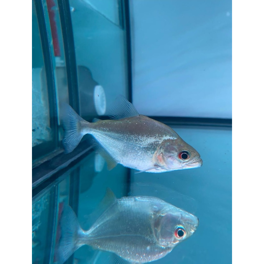 serrasalmus rhombeus xingu marble