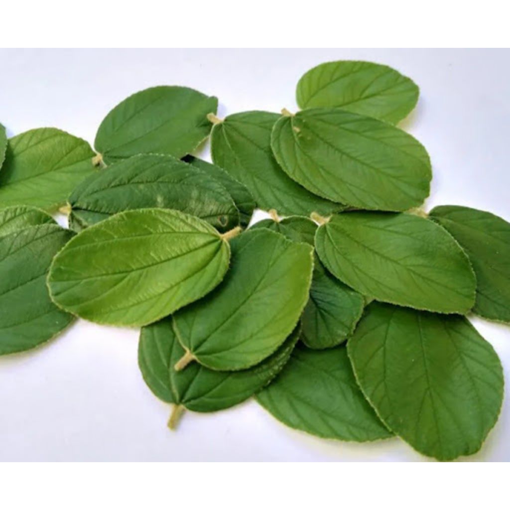 paket 50 lembar daun bidara asli, daun tanmaan bidara, tanaman herbal bidara.