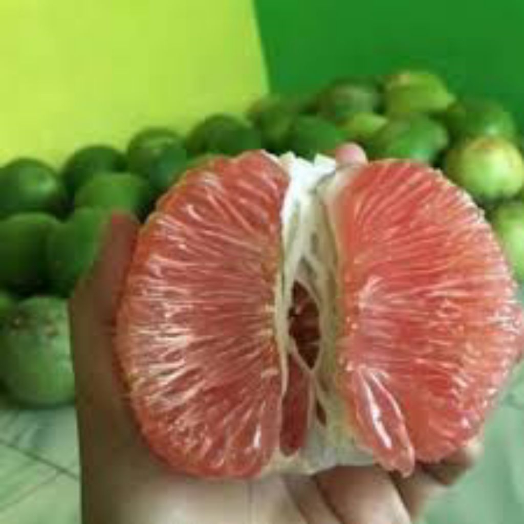 jeruk pamelo madu muria manis tanpa biji