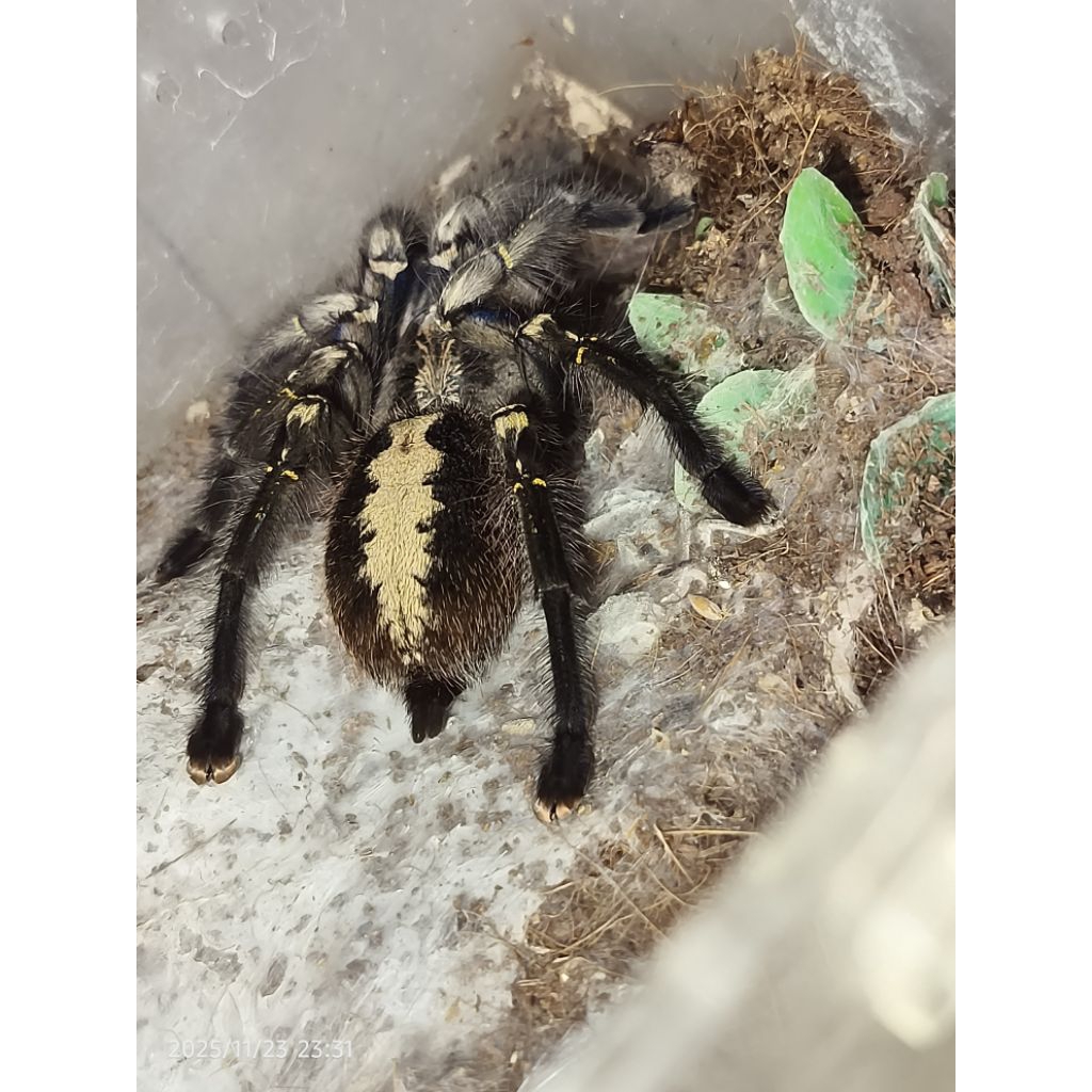 Tarantula Poecilotheria Metallica Adult gede Female