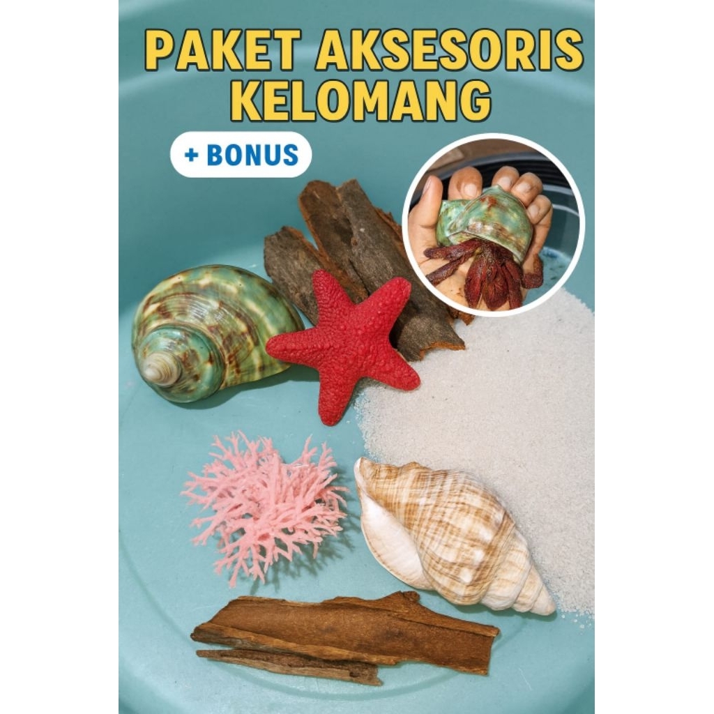 Rumah & Mainan Kelomang Karang (Shell) - Berbagai Ukuran S/M/L/XL - Perlatus