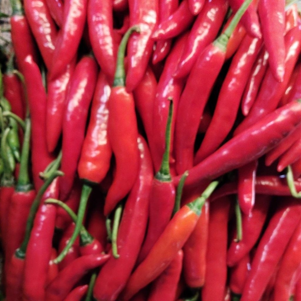 cabe merah besar 1kg