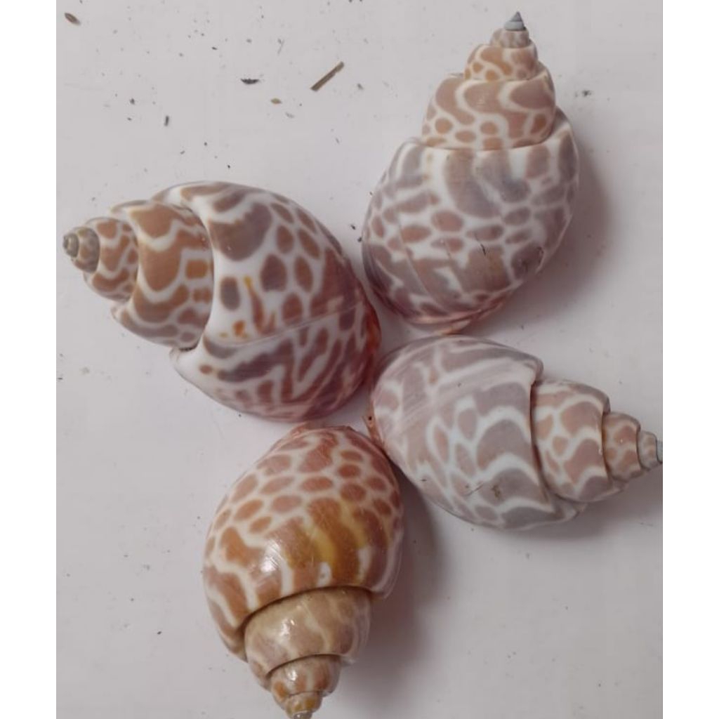 cangkang keong macan size M/L