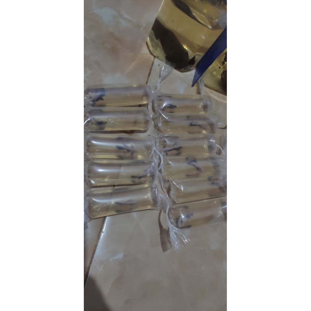 100 Ekor Ikan Cupang Plakat