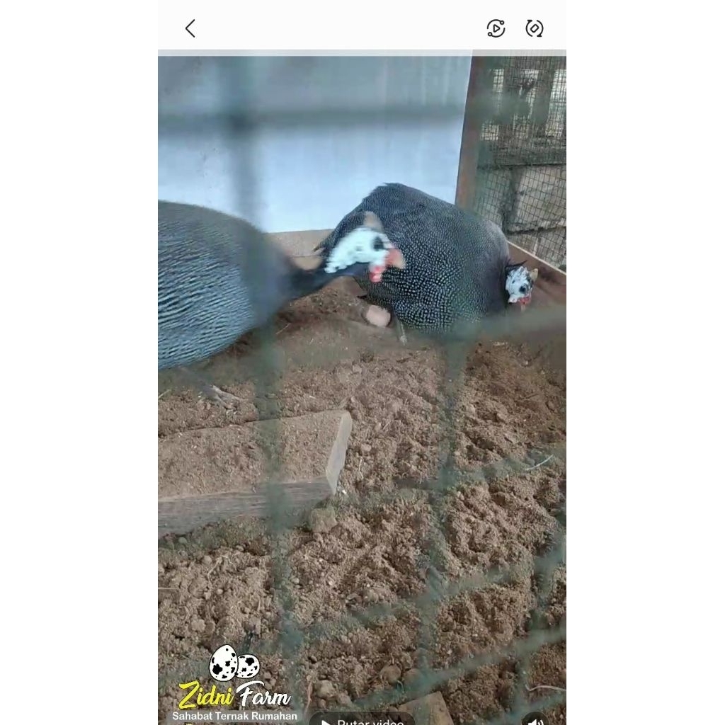 Telur tetas ayam mutiara