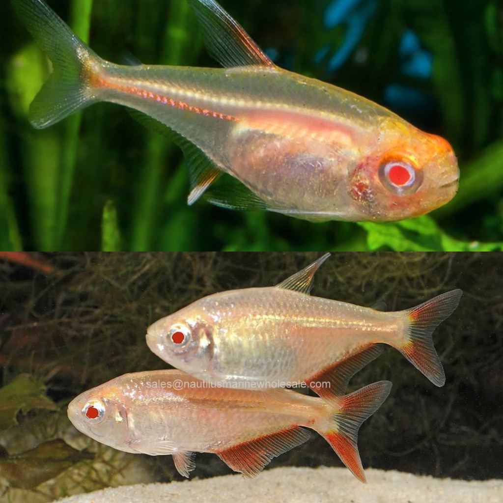 [Chan Aquatic] PAKET IKAN HIAS BUENOS AIRES TETRA ALBINO 10 EKOR BOINES TETRA ALBINO