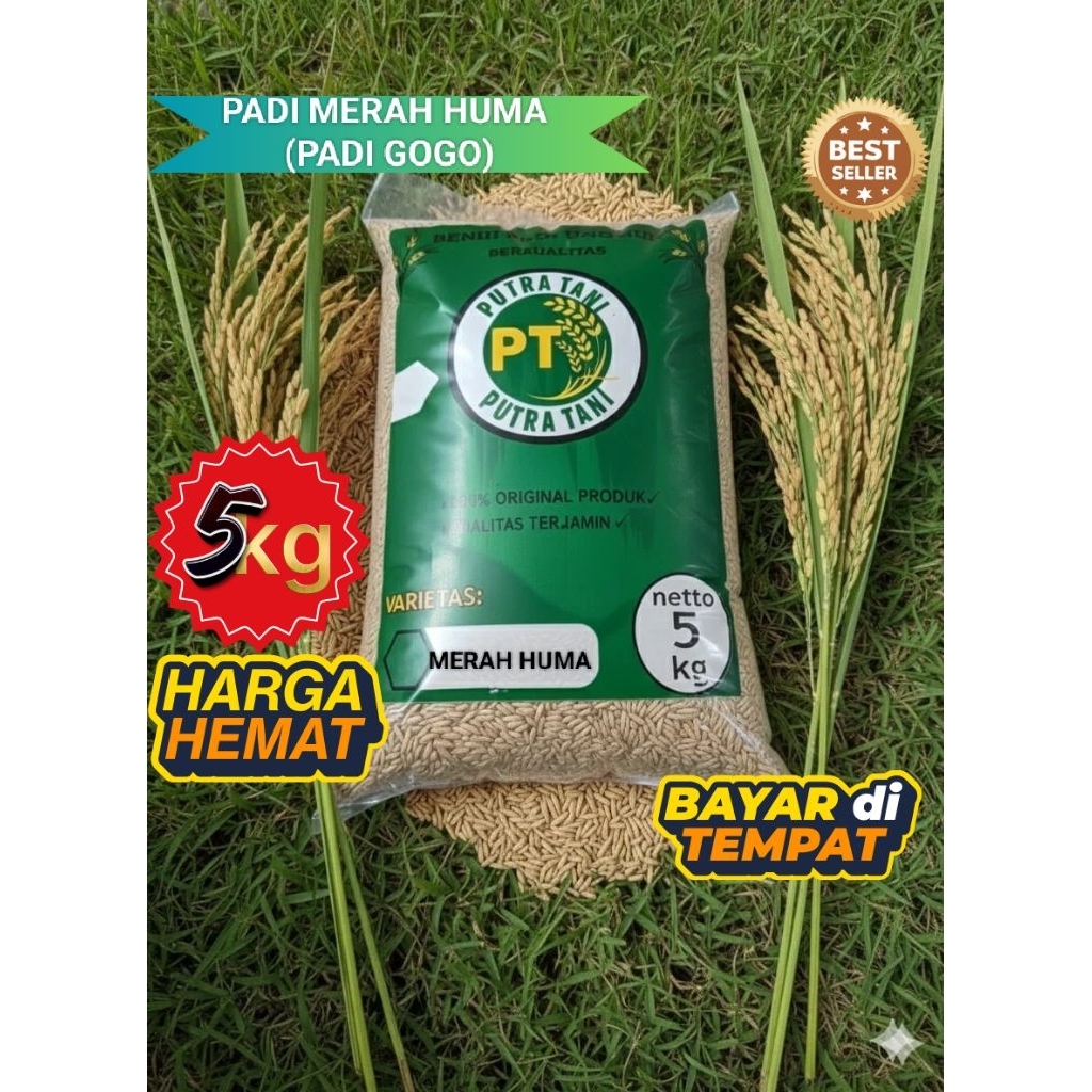 BIBIT PADI BENIH PADI MERAH HUMA BERKUALITAS UNGGUL (KEMASAN 5KG)