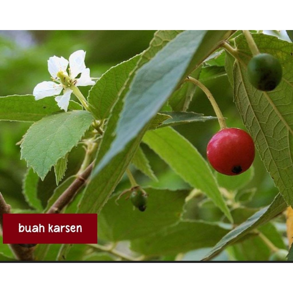 BIBIT KARSEN , BIBIT KERSEN , BIBIT TALO , BIBIT BUAH KERSEN  , TANAMAN HERBAL KERSEN