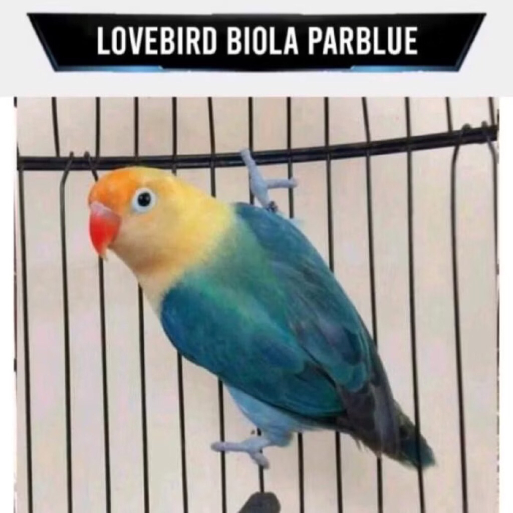 lovebird pb pilihan