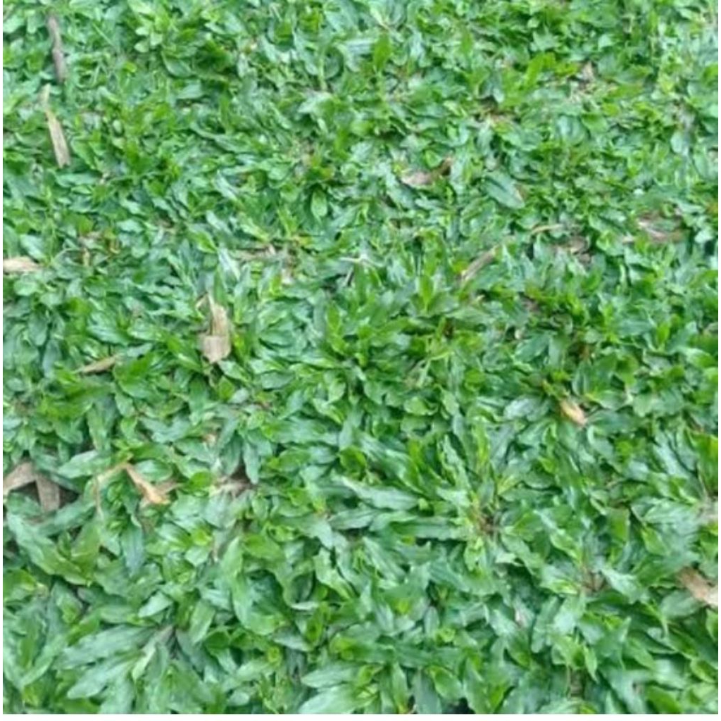 rumput gajah mini (per meter)