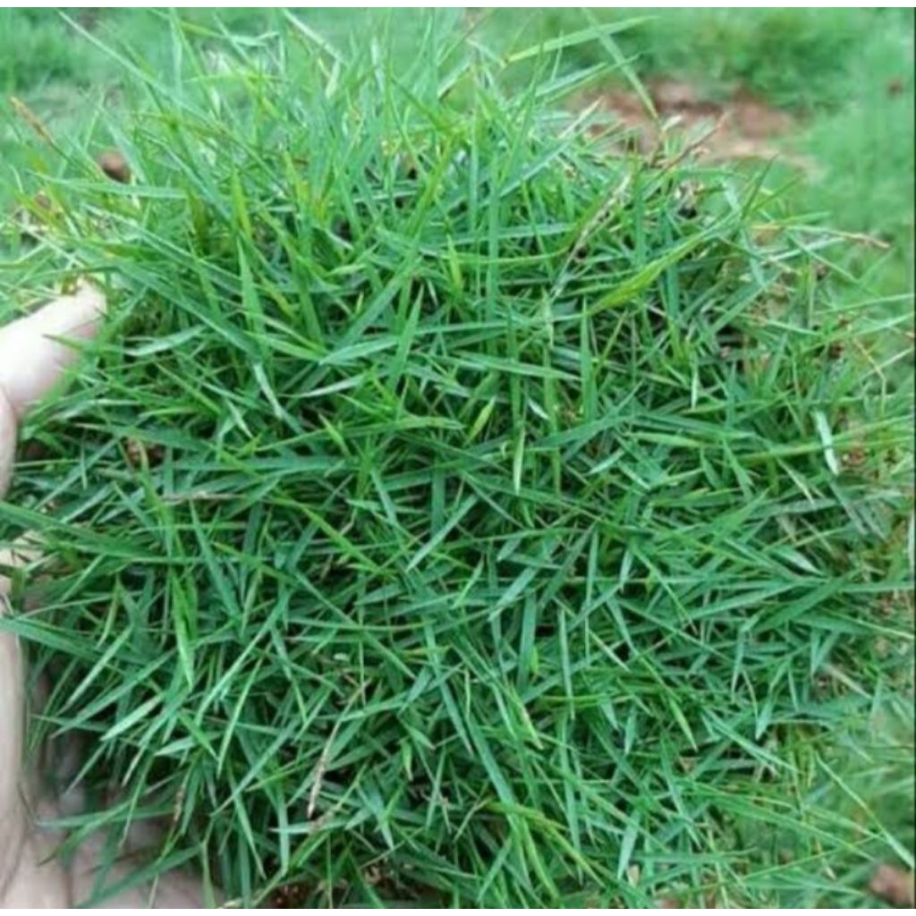 rumput jepang(per meter)