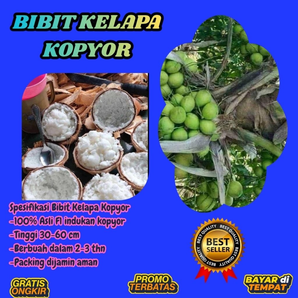 100 % ASLI  Pohon Kelapa Kopyor, Pohon Kelapa Kopyor Asli, Pohon Kelapa Kopyor Bersertifikat