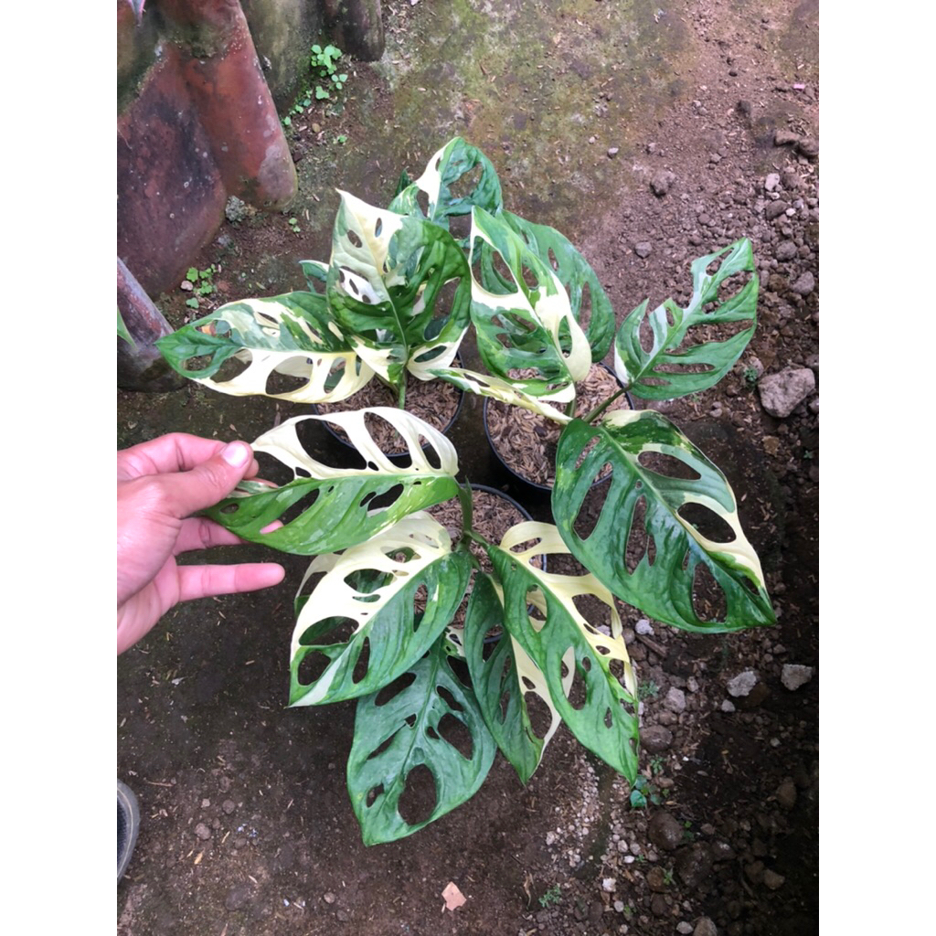 Tanaman Hias Adansoni variegata japan/janda bolong variegata jepang/janbol var jepang
