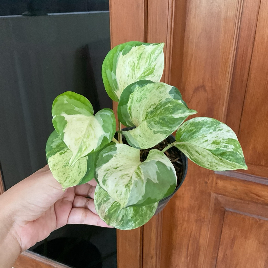 Sirih Manjula || Tanaman Hias Sirih Manjula