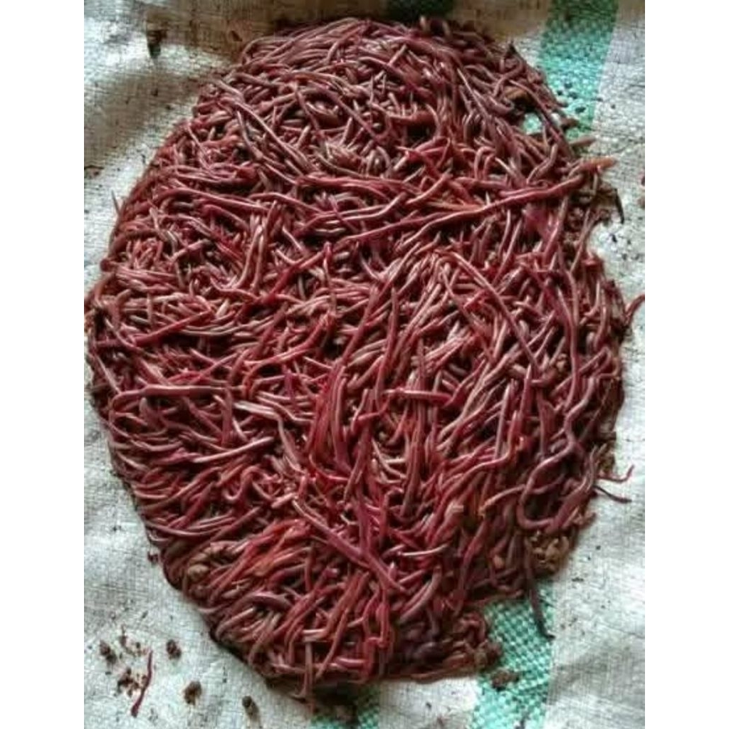 Cacing Tanah 1Kg Fresh – Umpan & Pakan Ikan