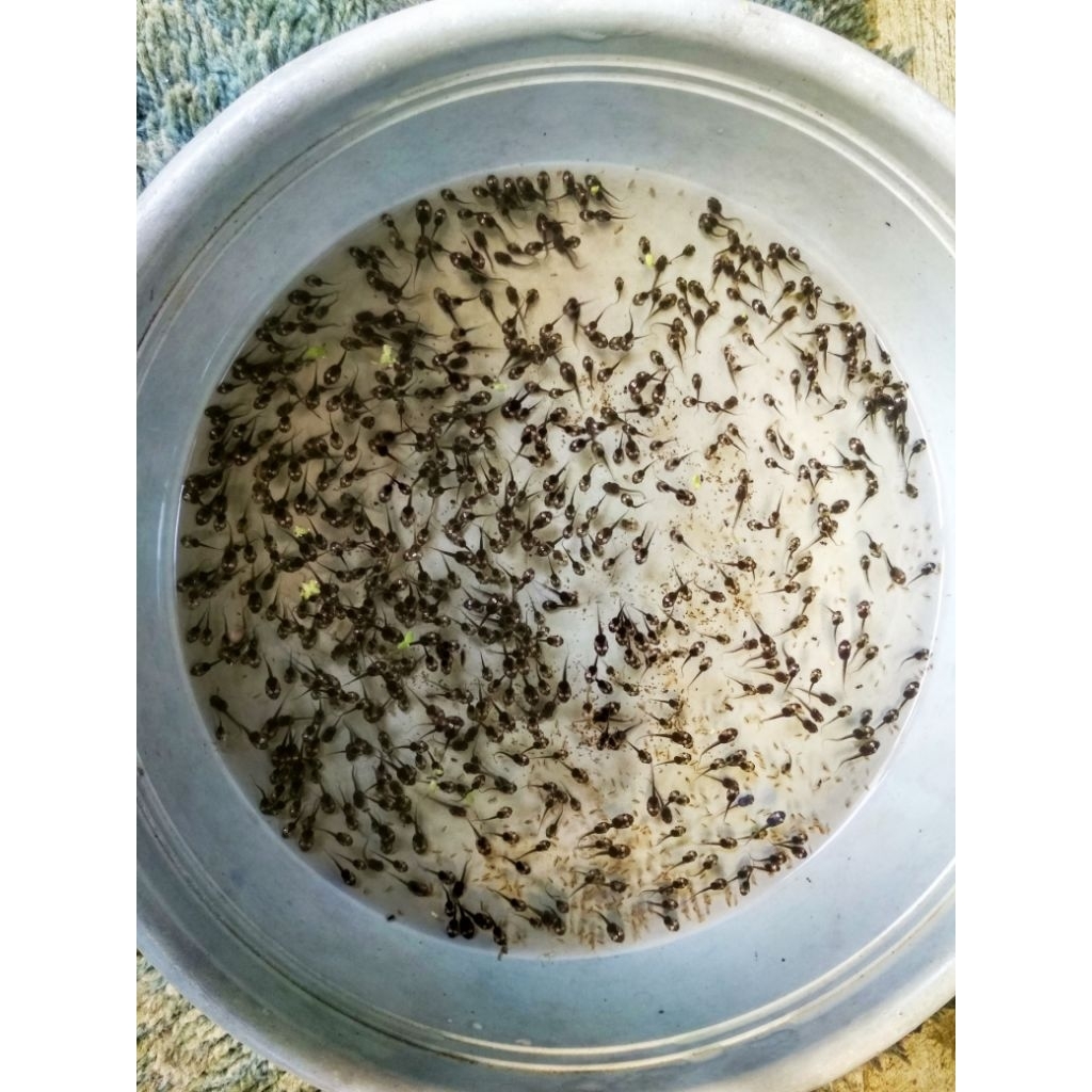 Kecebong katak sawah hidup pakan ikan predator