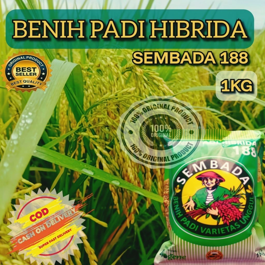 (1KG) Benih Padi HIBRIDA SEMBADA 188 KUALITAS UNGGUL