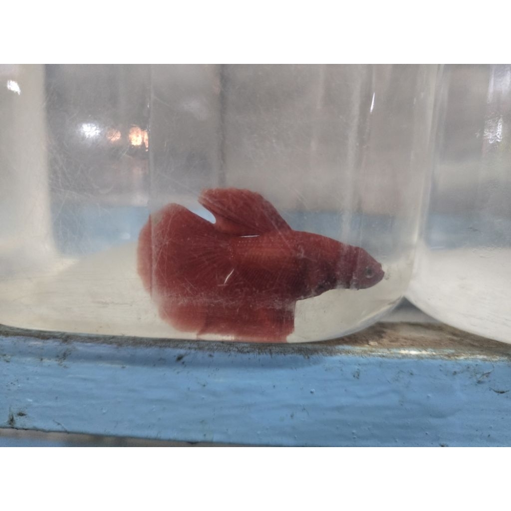 Cupang Halfmoon super red