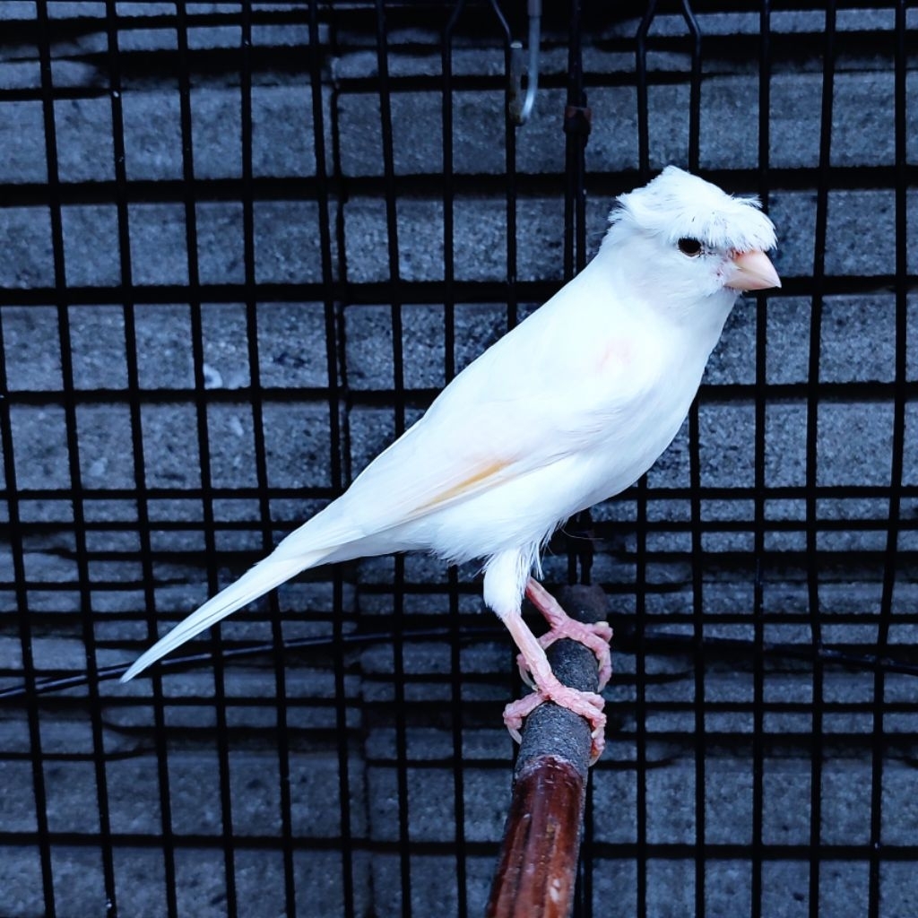 Kenari Jambul/Gloster Putih - Jantan Gacor (Only Instant Delivery)